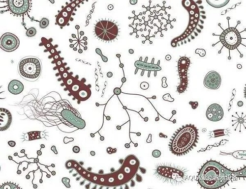 小黄片破解版环境温暖潮湿，是细菌、藻类和其他微生物滋生的理想场所